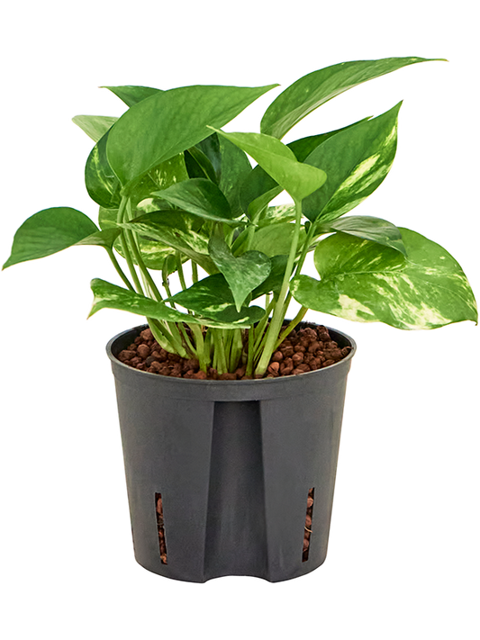 Planta naturala de interior Hanger D15xH20cm Scindapsus (Epipremnum) 'Aureum' P13/12cm in hidrogranule