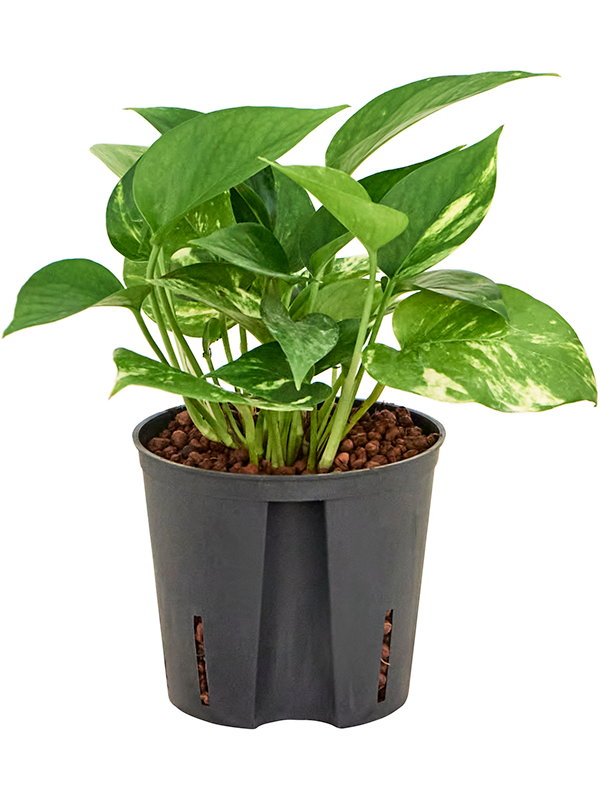 Planta naturala de interior Hanger D15xH20cm Scindapsus (Epipremnum) 'Aureum' P13/12cm in hidrogranule