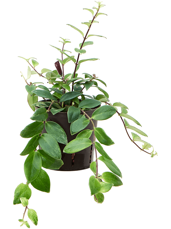 Planta naturala de interior Hanger D15xH25cm Aeschynanthus lobbianus P13/12cm in hidrogranule