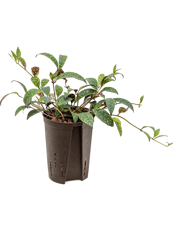 Planta naturala de interior Hanger D15xH25cm Aeschynanthus marmoratus P15/19cm in hidrogranule