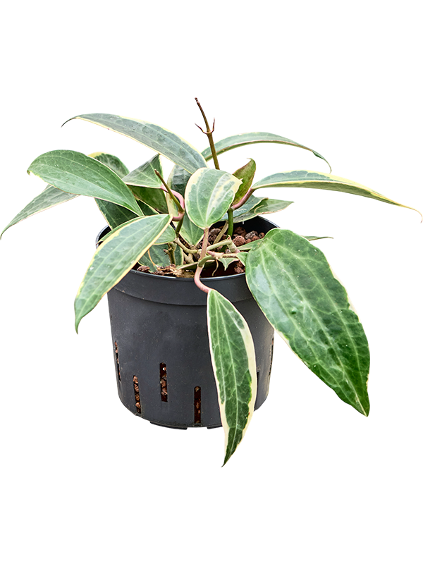 Planta naturala de interior Hanger D15xH25cm Hoya macrophylla 'Variegata' P13/12cm in hidrogranule