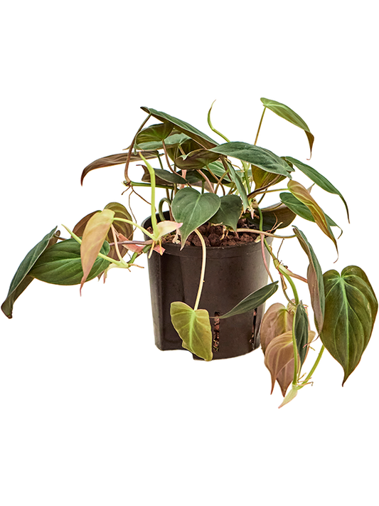 Planta naturala de interior Hanger D15xH25cm Philodendron micans P13/12cm in hidrogranule