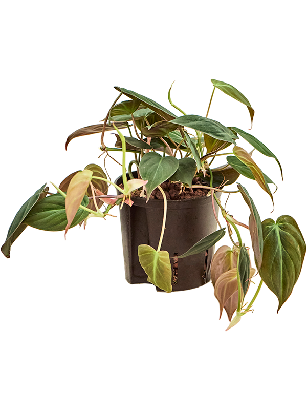 Planta naturala de interior Hanger D15xH25cm Philodendron micans P13/12cm in hidrogranule