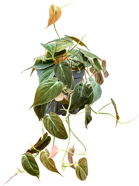 Planta naturala de interior Hanger D15xH25cm Philodendron micans P13/12cm in hidrogranule