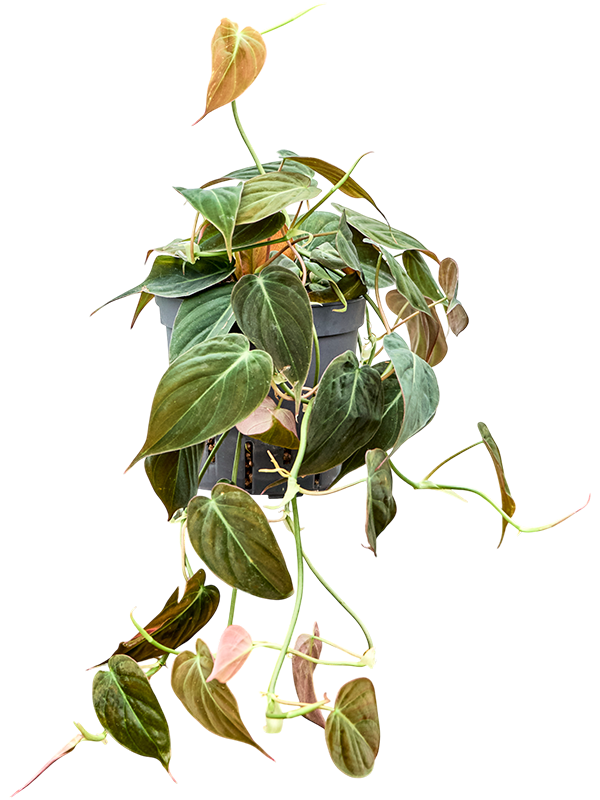 Planta naturala de interior Hanger D15xH25cm Philodendron micans P13/12cm in hidrogranule