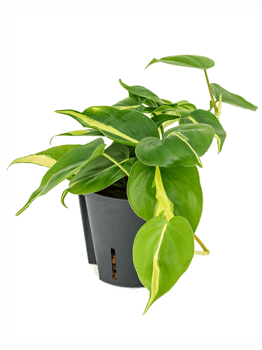 Planta naturala de interior Hanger D15xH25cm Philodendron scandens 'Brasil' P13/12cm in hidrogranule