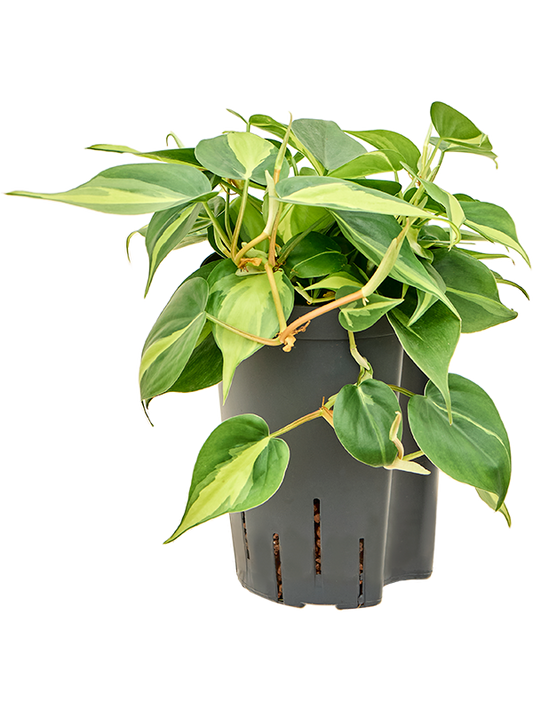 Planta naturala de interior Hanger D15xH25cm Philodendron scandens 'Brasil' P15/19cm in hidrogranule