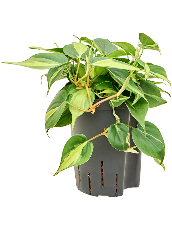 Planta naturala de interior Hanger D15xH25cm Philodendron scandens 'Brasil' P15/19cm in hidrogranule