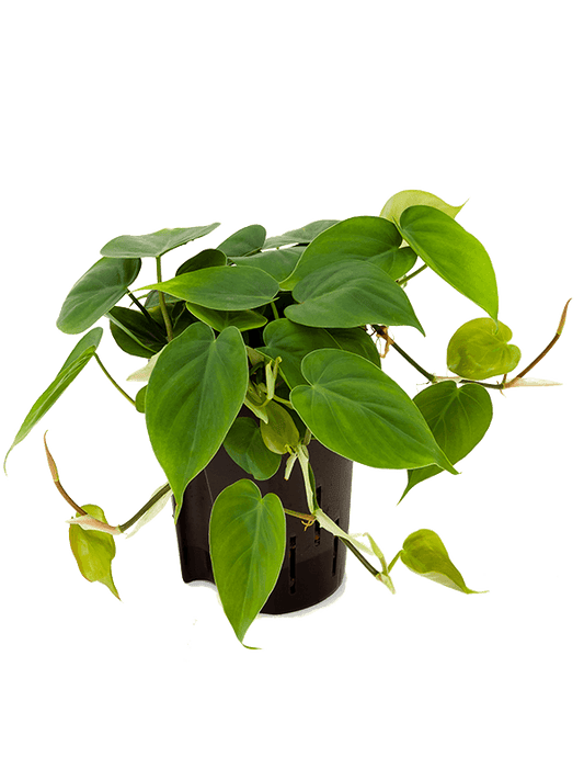 Planta naturala de interior Hanger D15xH25cm Philodendron scandens P15/19cm in hidrogranule