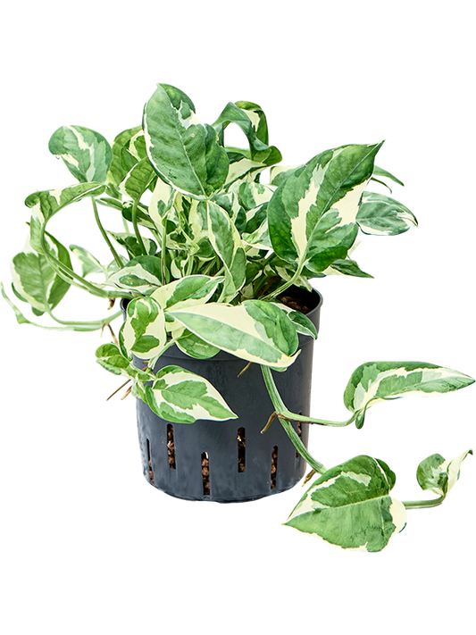 Planta naturala de interior Hanger D15xH25cm Scindapsus (Epipremnum) 'Glacier' P13/12cm in hidrogranule