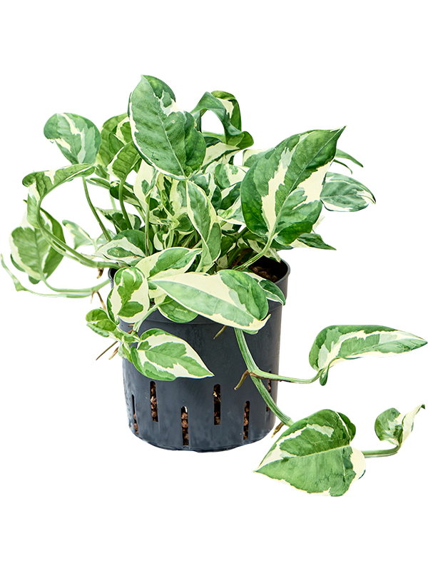 Planta naturala de interior Hanger D15xH25cm Scindapsus (Epipremnum) 'Glacier' P13/12cm in hidrogranule