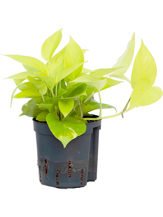 Planta naturala de interior Hanger D15xH25cm Scindapsus (Epipremnum) 'Golden pothos' P13/12cm in hidrogranule