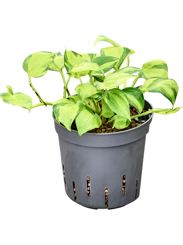 Planta naturala de interior Hanger D15xH25cm Scindapsus (Epipremnum) 'Kiwi' P13/12cm in hidrogranule