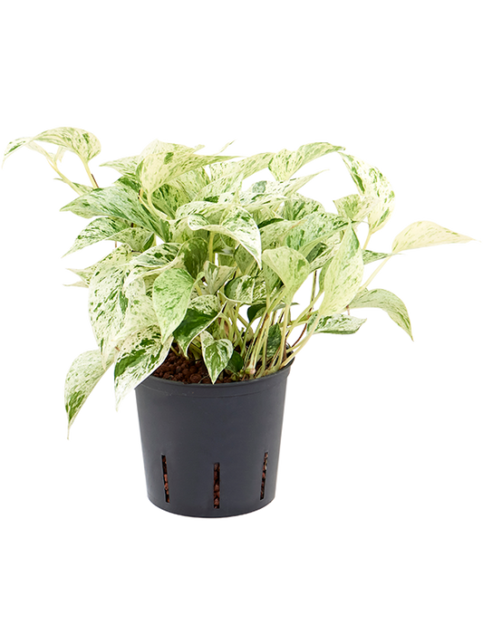 Planta naturala de interior Hanger D15xH25cm Scindapsus (Epipremnum) 'Marble Queen' P13/12cm in hidrogranule