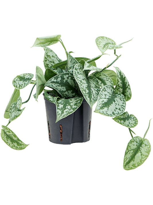 Planta naturala de interior Hanger D15xH25cm Scindapsus pictus 'Trebie' P13/12cm in hidrogranule