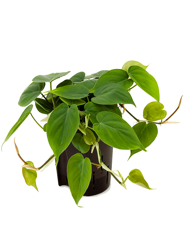 Planta naturala de interior Hanger D15xH30cm Philodendron scandens P15/19cm in hidrogranule