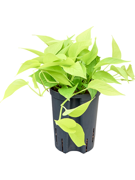 Planta naturala de interior Hanger D15xH30cm Scindapsus (Epipremnum) 'Golden pothos' P15/19cm in hidrogranule