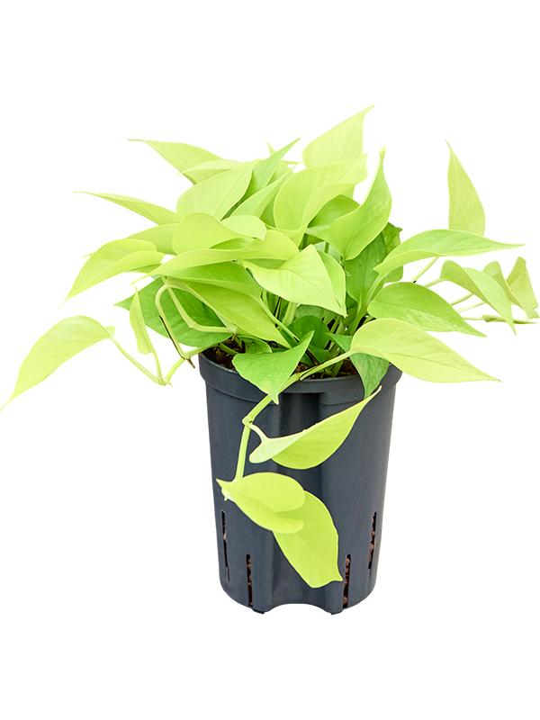 Planta naturala de interior Hanger D15xH30cm Scindapsus (Epipremnum) 'Golden pothos' P15/19cm in hidrogranule