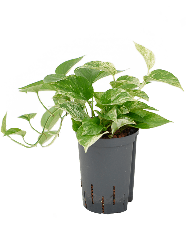 Planta naturala de interior Hanger D15xH30cm Scindapsus (Epipremnum) 'Marble Queen' P15/19cm in hidrogranule