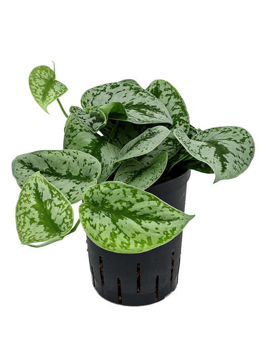 Planta naturala de interior Hanger D15xH30cm Scindapsus pictus 'Trebie' P15/19cm in hidrogranule