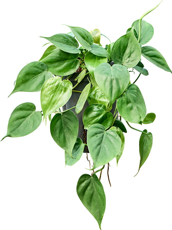 Planta naturala de interior Hanger D15xH35cm Philodendron scandens P15/19cm in hidrogranule