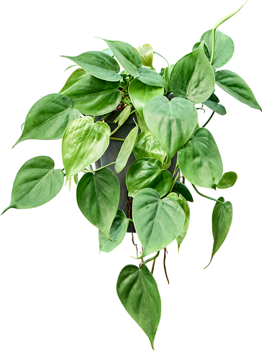 Planta naturala de interior Hanger D15xH35cm Philodendron scandens P15/19cm in hidrogranule