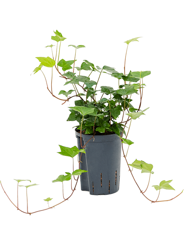 Planta naturala de interior Hanger D15xH45cm Hedera algeriensis 'Montgomery' P15/19cm in hidrogranule