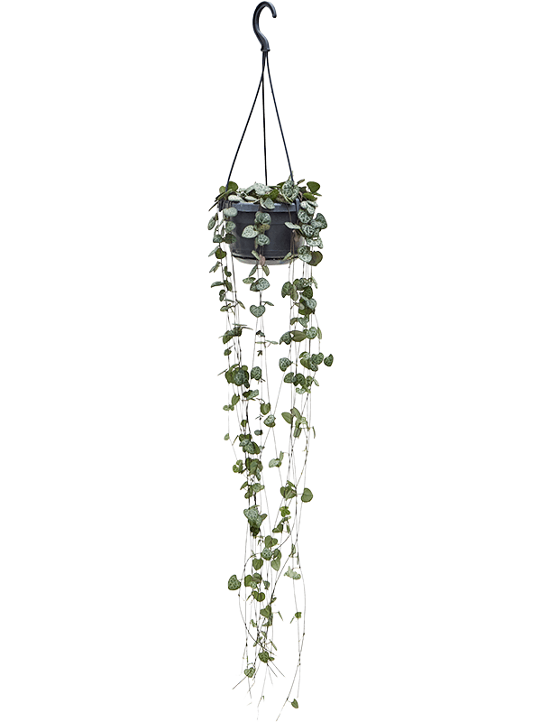 Planta naturala de interior Hanger D16xH40cm Ceropegia woodii PS14/12cm in pamant