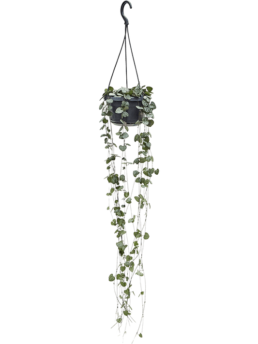 Planta naturala de interior Hanger D16xH40cm Ceropegia woodii PS14/12cm in pamant