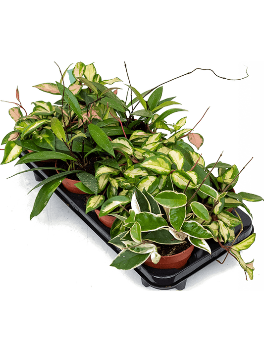 Planta naturala de interior Hanger D20xH15cm Hoya carnosa mix PS12/11cm in pamant