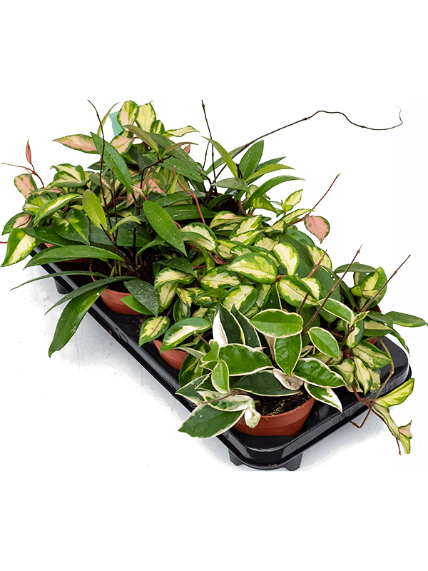 Planta naturala de interior Hanger D20xH15cm Hoya carnosa mix PS12/11cm in pamant