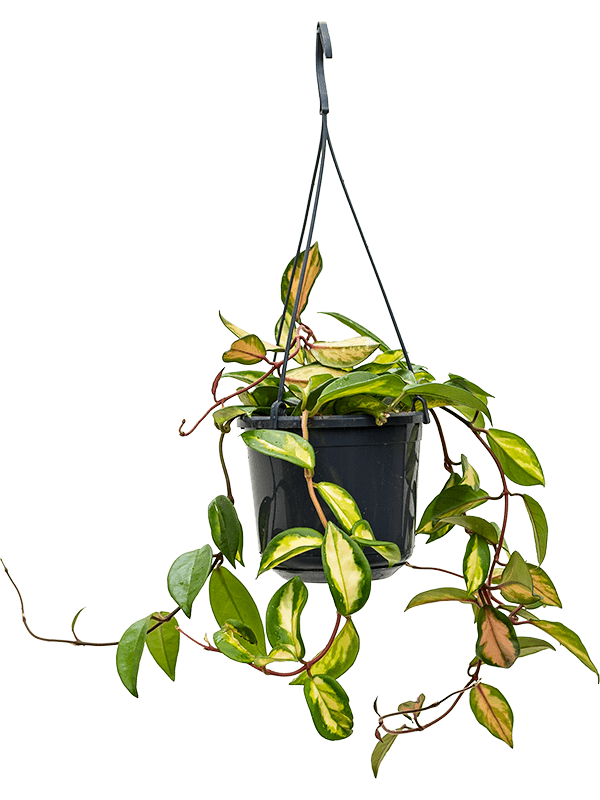 Planta naturala de interior Hanger D20xH20cm Hoya carnosa 'Tricolor' PS14/12cm in pamant