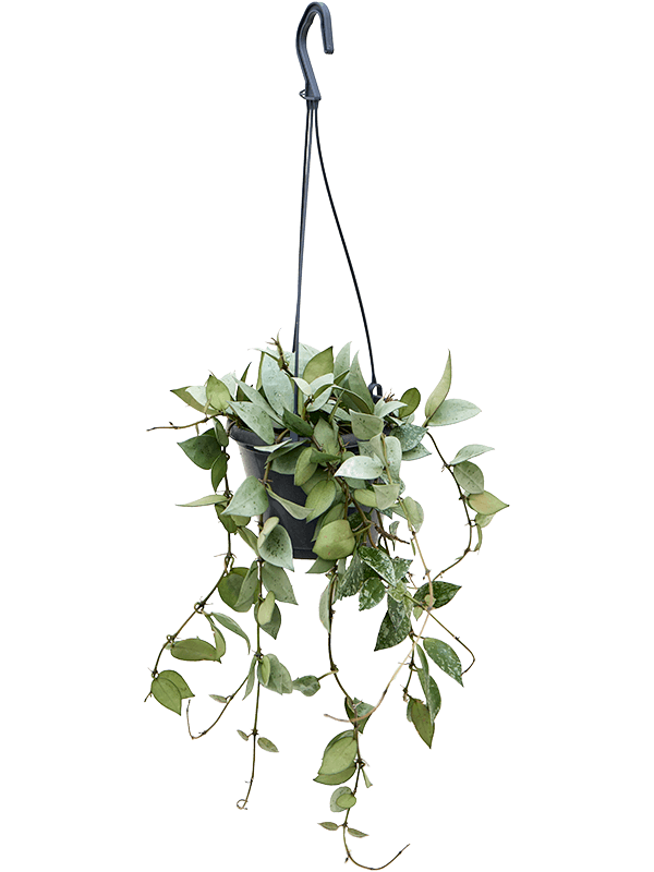 Planta naturala de interior Hanger D20xH20cm Hoya krohniana 'Eskimo' PS14/12cm in pamant