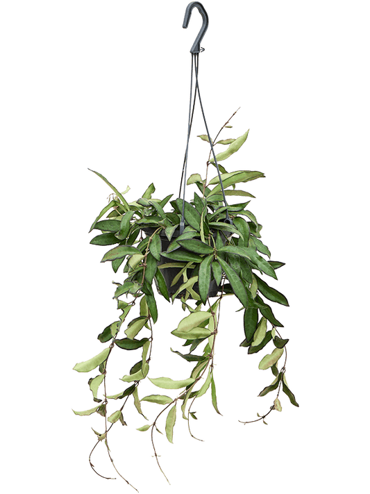 Planta naturala de interior Hanger D20xH20cm Hoya 'Rosita' PS14/12cm in pamant