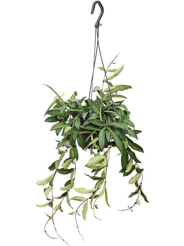 Planta naturala de interior Hanger D20xH20cm Hoya 'Rosita' PS14/12cm in pamant