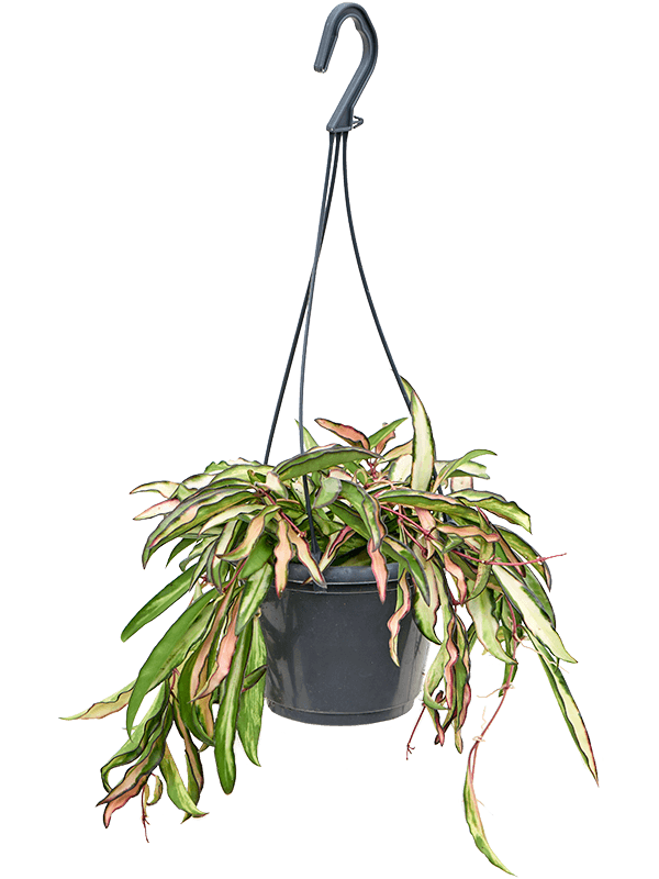 Planta naturala de interior Hanger D20xH20cm Hoya wayetii 'Tricolor' PS14/12cm in pamant