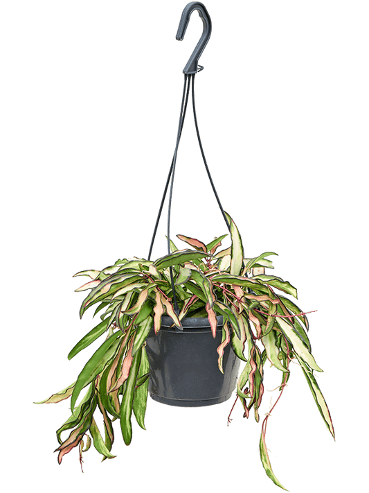 Planta naturala de interior Hanger D20xH20cm Hoya wayetii 'Tricolor' PS14/12cm in pamant