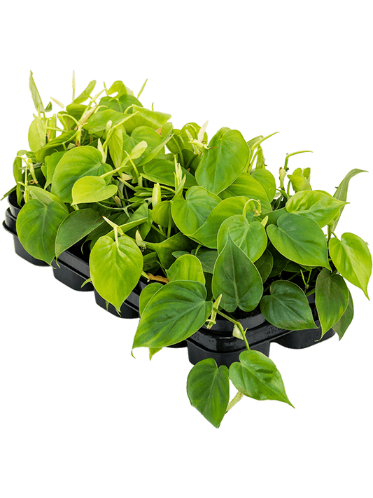 Planta naturala de interior Hanger D20xH20cm Philodendron scandens PS12/10cm in pamant