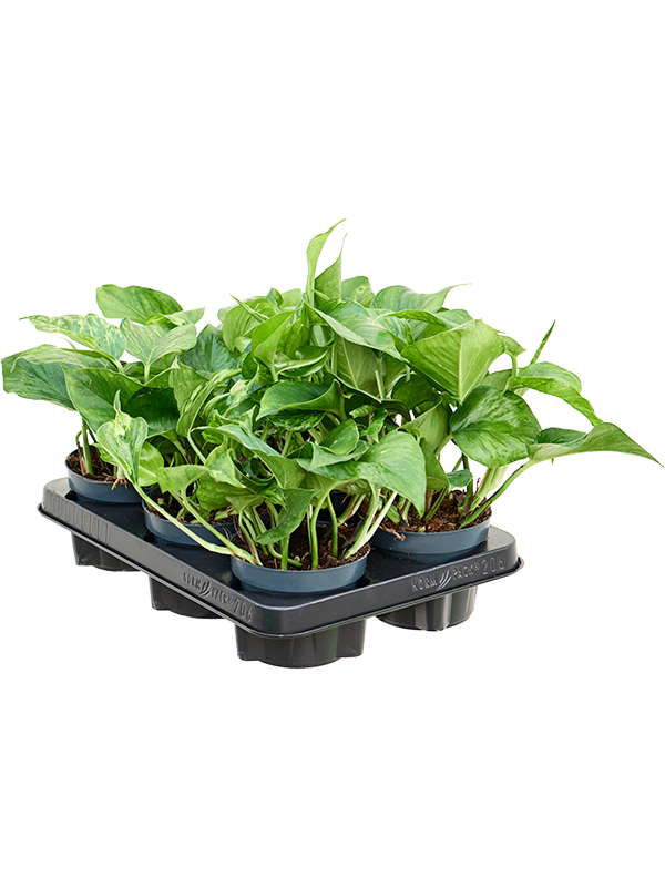 Planta naturala de interior Hanger D20xH20cm Scindapsus (Epipremnum) 'Marble Green' PS12/10cm in pamant