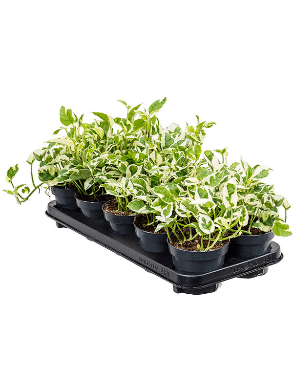 Planta naturala de interior Hanger D20xH20cm Scindapsus (Epipremnum) 'N'joy' PS12/10cm in pamant