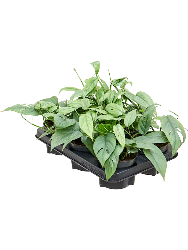 Planta naturala de interior Hanger D20xH20cm Scindapsus (Epipremnum) Pinnatum 'Cebu Blue' PS12/10cm in pamant