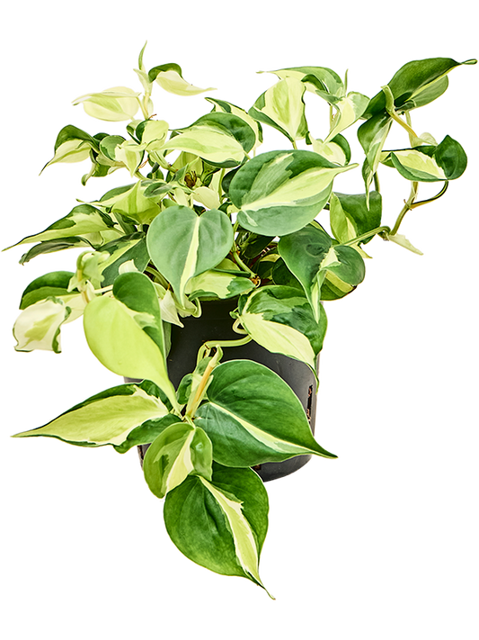 Planta naturala de interior Hanger D20xH25cm Philodendron scandens 'Rio' P13/12cm in hidrogranule