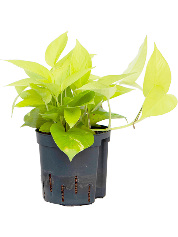 Planta naturala de interior Hanger D20xH25cm Scindapsus (Epipremnum) 'Golden pothos' P13/12cm in hidrogranule