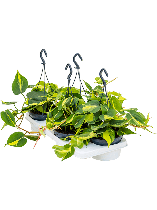 Planta naturala de interior Hanger D20xH30cm Philodendron scandens 'Brasil' PS15/11cm in pamant