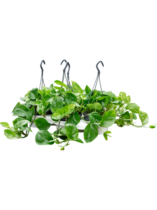 Planta naturala de interior Hanger D20xH30cm Scindapsus (Epipremnum) 'Global Green' PS15/11cm in pamant