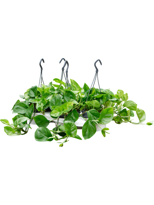 Planta naturala de interior Hanger D20xH30cm Scindapsus (Epipremnum) 'Global Green' PS15/11cm in pamant