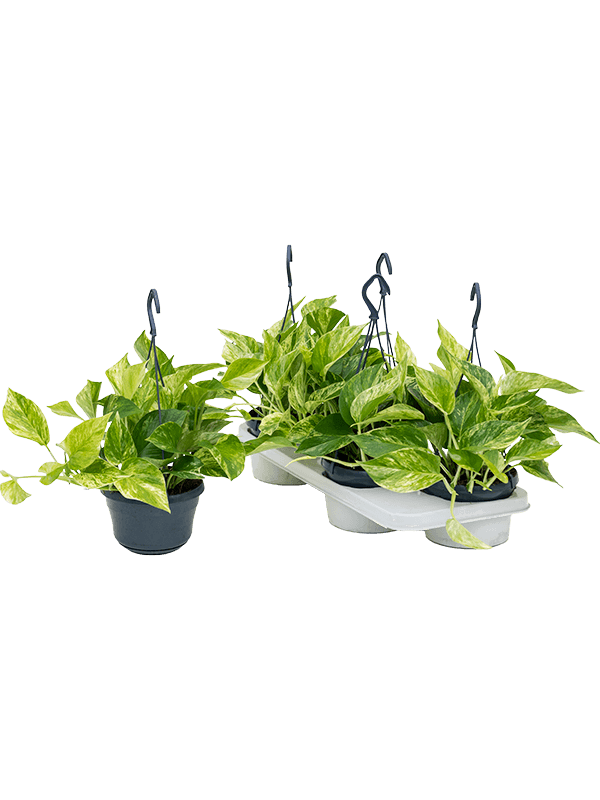 Planta naturala de interior Hanger D20xH30cm Scindapsus (Epipremnum) 'Marble Queen' PS15/11cm in pamant