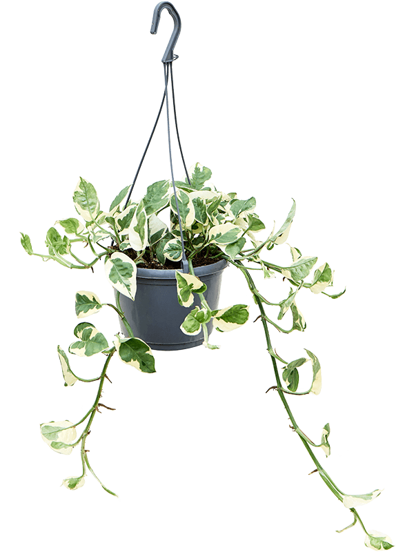 Planta naturala de interior Hanger D20xH35cm Scindapsus (Epipremnum) 'N'joy' PS15/11cm in pamant