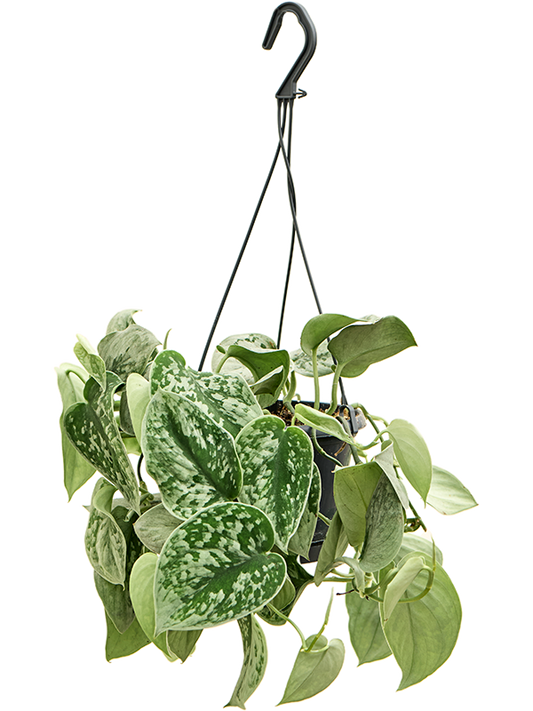 Planta naturala de interior Hanger D20xH35cm Scindapsus pictus 'Silvery Ann' PS14/12cm in pamant