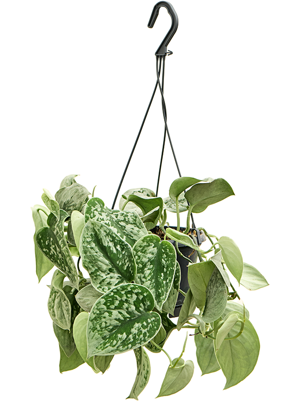 Planta naturala de interior Hanger D20xH35cm Scindapsus pictus 'Silvery Ann' PS14/12cm in pamant